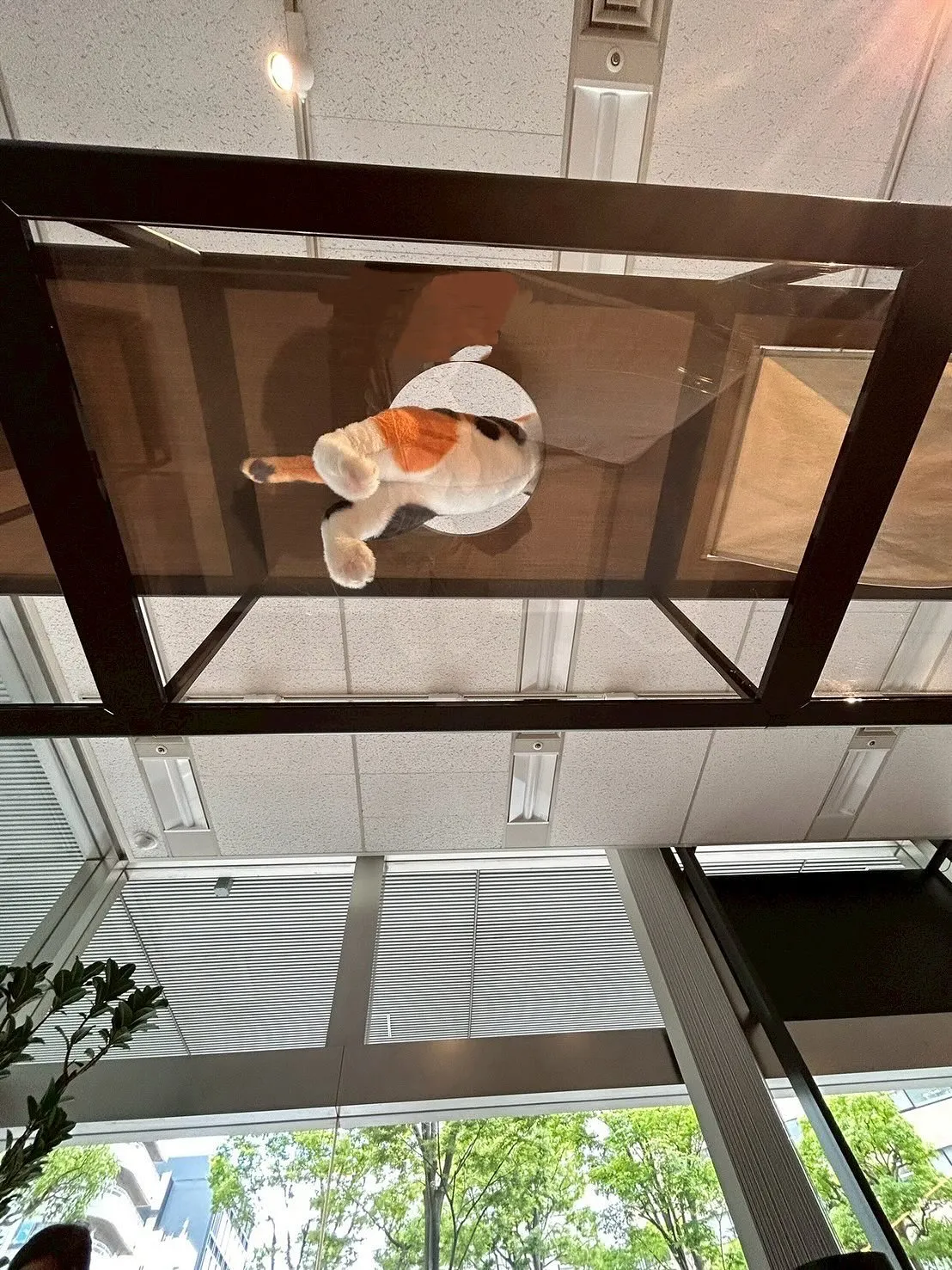 最近ではネコちゃんとの暮らしを重視したお施主様が多く、こだわ...