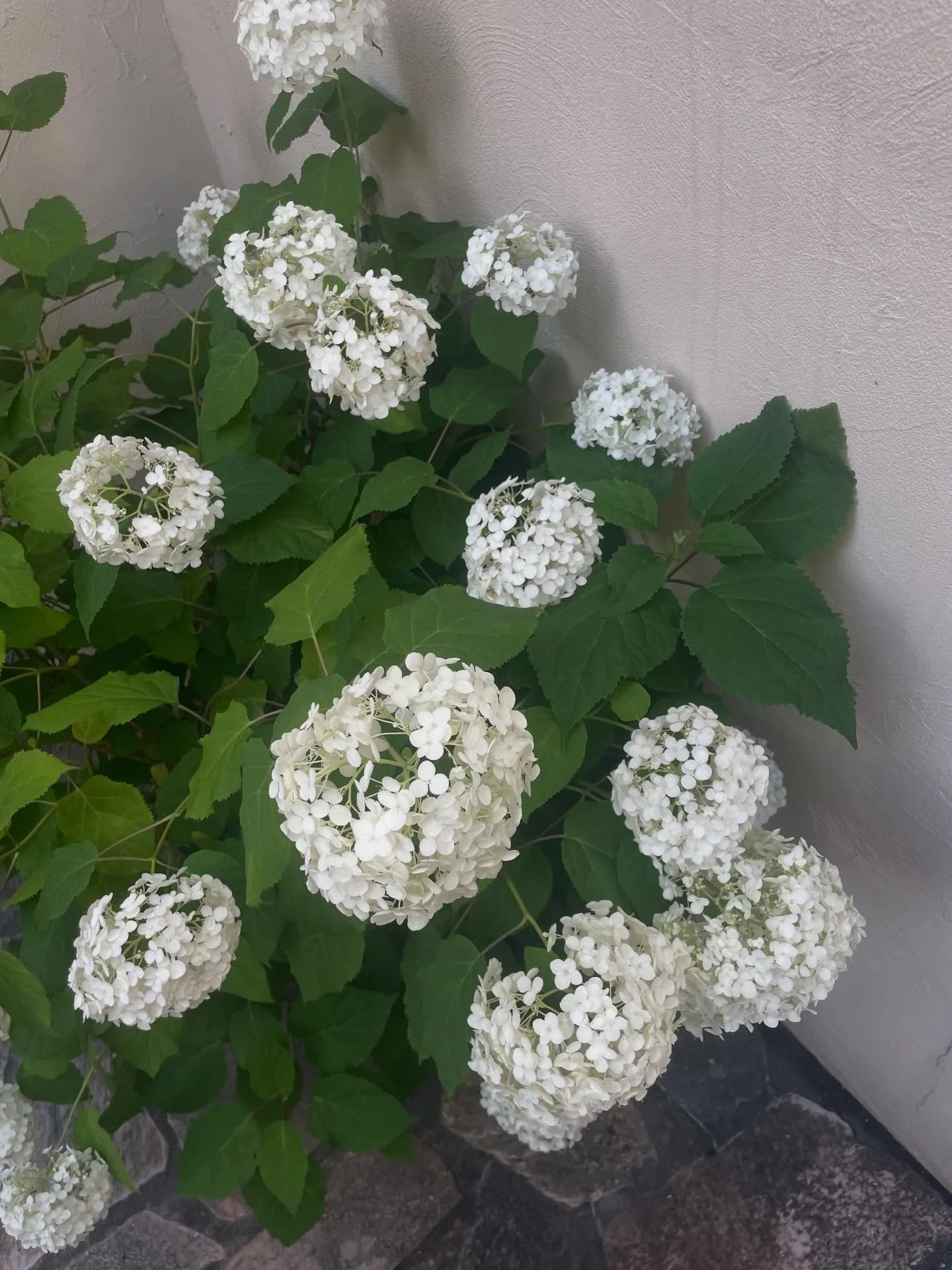 紫陽花が目にとまる季節になりましたね☔️