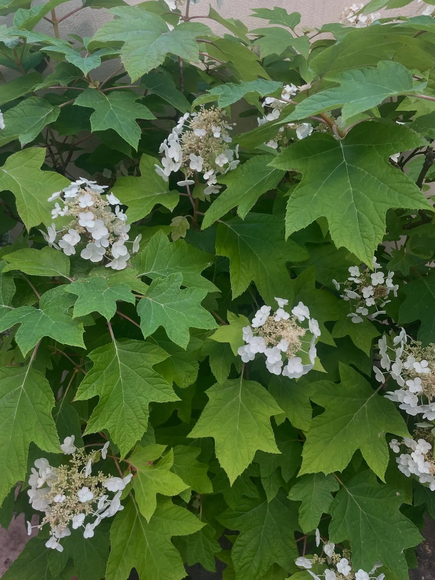 紫陽花が目にとまる季節になりましたね☔️