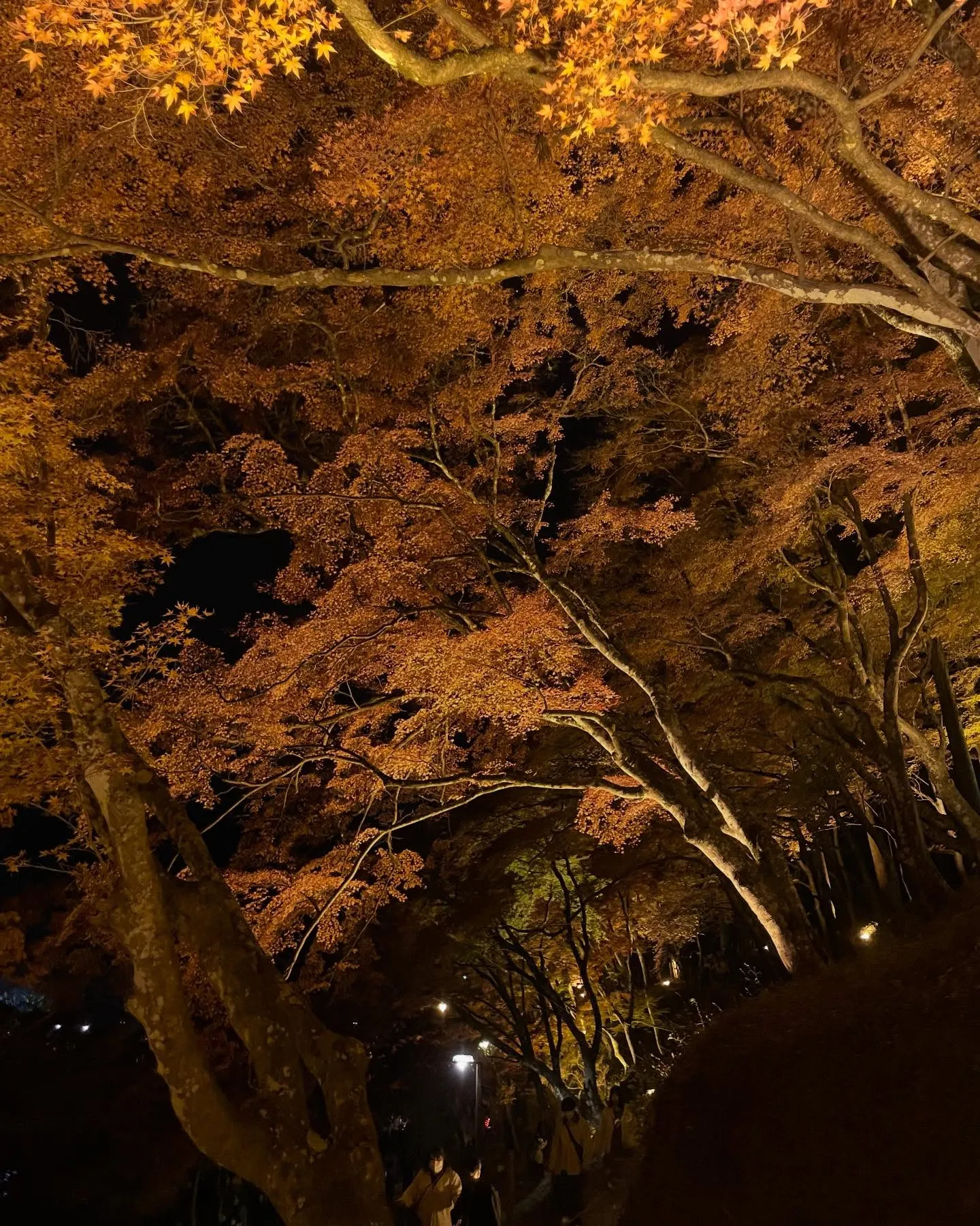 今年も香嵐渓に行ってきました🚗³₃